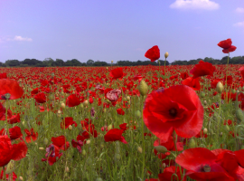 Poppies are a symbol of Remembrance Day