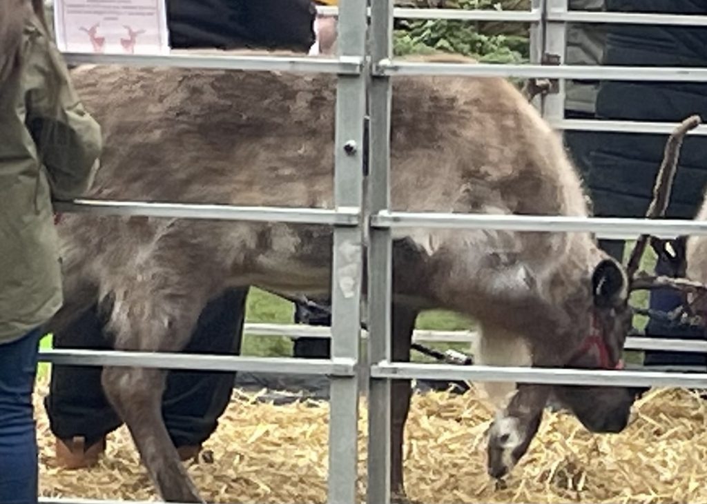 Reindeer at Buille Hill park