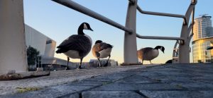 Bird Flu Salford Quays Image: George Icke/Shock Radio 