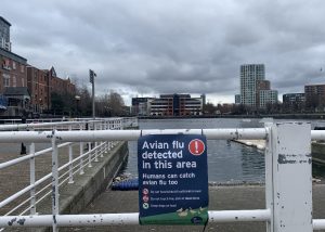 Salford Quays Watersports closed for Avian Flu - Lewis Gray 