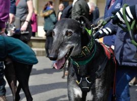 Little Hulton tattoo shop teams up with greyhound rescue charity to celebrate 10 years of rescues