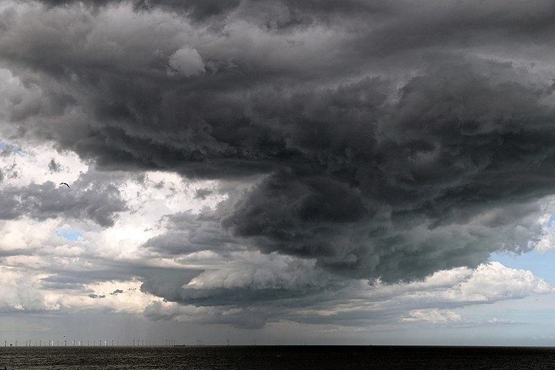 Storm bert Image taken/ owned by Acabashi, Wikimedia.