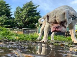 Dog and the mud surrounding him