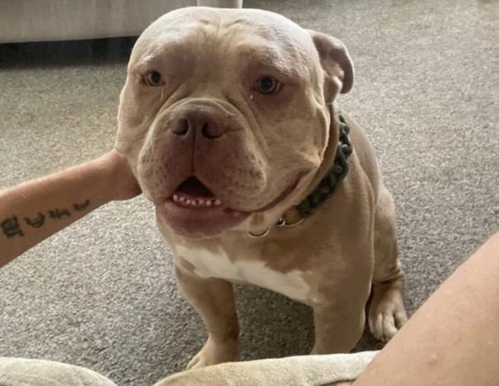 Mowgli stolen pocket bully Salford