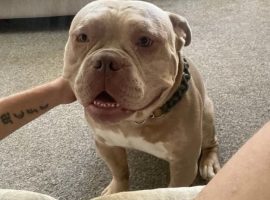 Salford family devastated after losing ‘big softie’ pocket bully