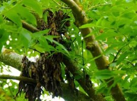 "Difficult decision" - Salford Council to cut down ash trees at risk of disease