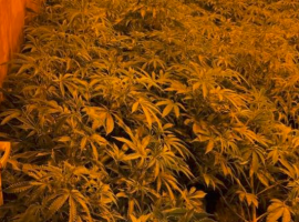 Large cannabis farm found in Salford Quays area