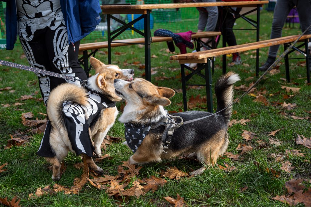 all images are provided by pup culture with permsiion to use