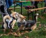 Free Halloween party for dogs and their owners comes to Salford