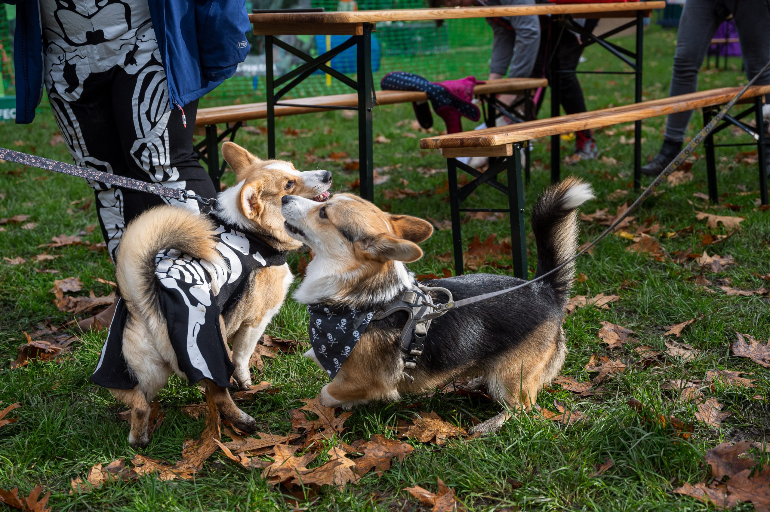 Free Halloween party for dogs and their owners comes to Salford