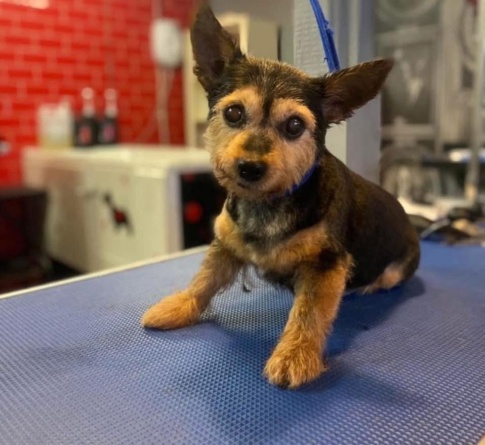 Lulu, Photo from Linda Tonge