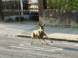 Image used with permission  from Jeff Boardman