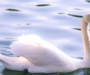 Salford police appeal for witnesses after “awful” death of swan in Swinton